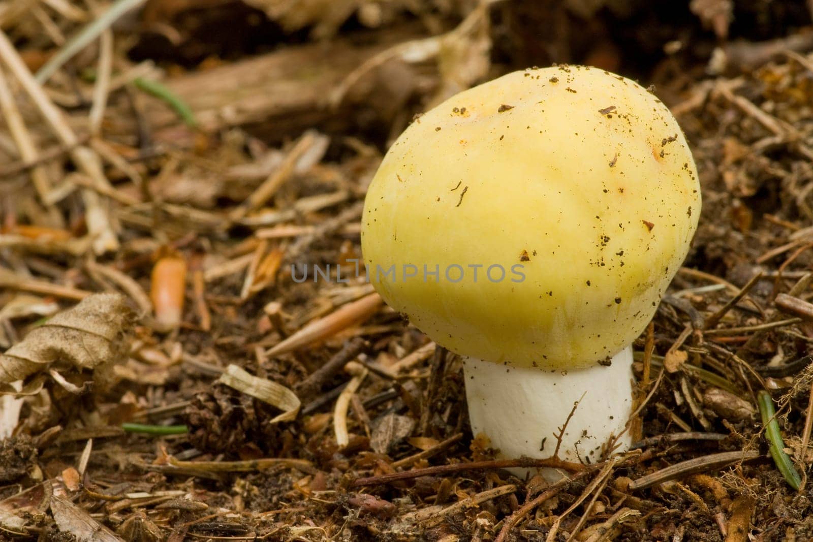 Russula Flava