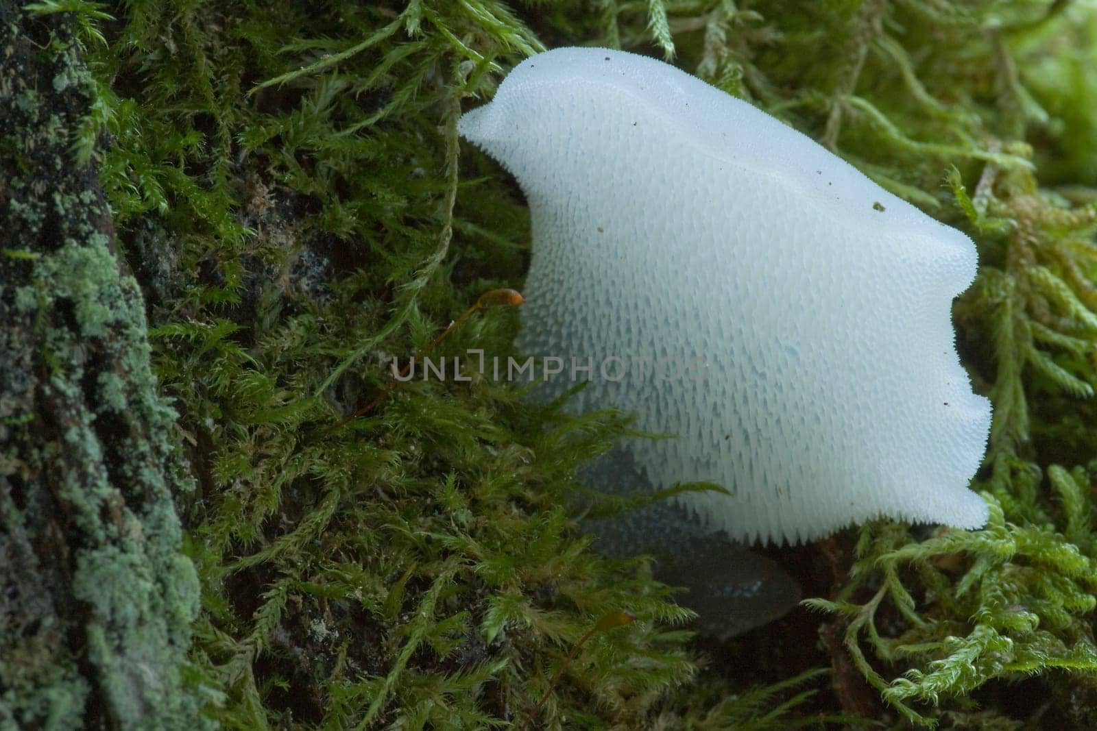 Ice Mushroom -  Pseudohydnum gelatinosum