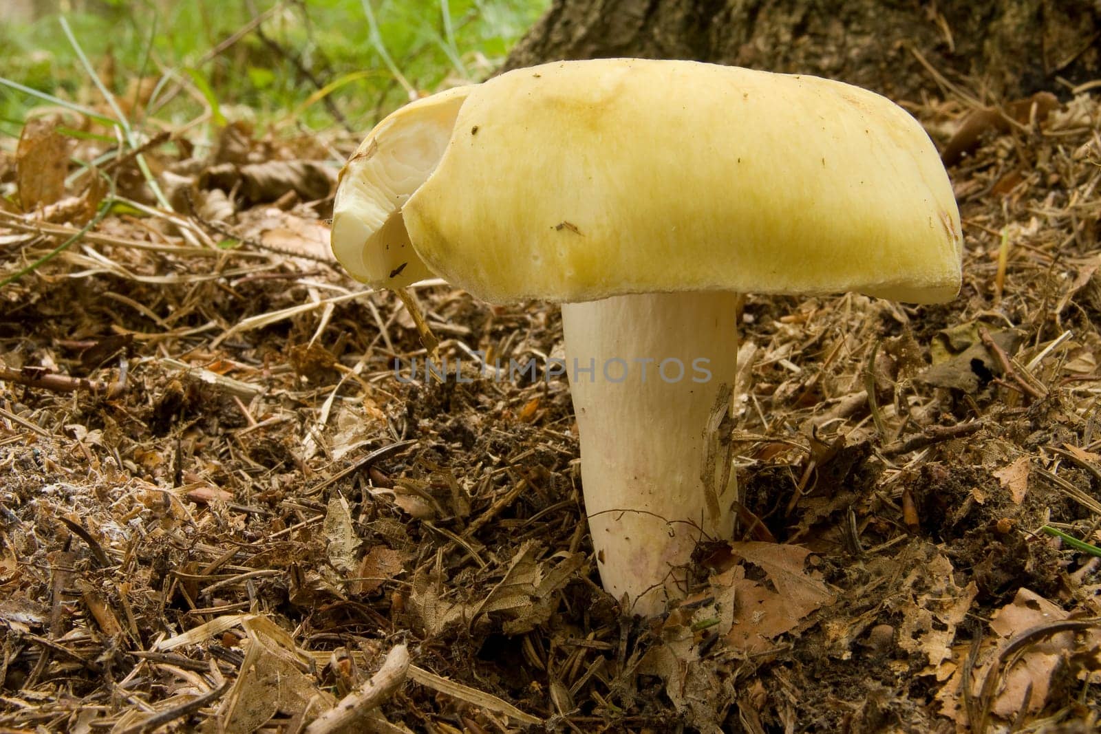 Russula Flava