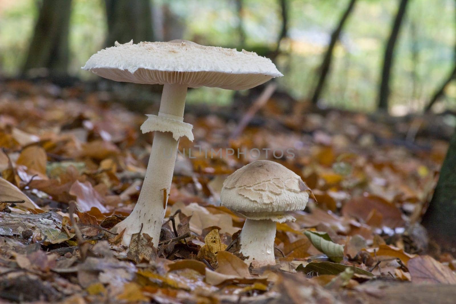 Parasol Mushroom - Macrolepiota procera