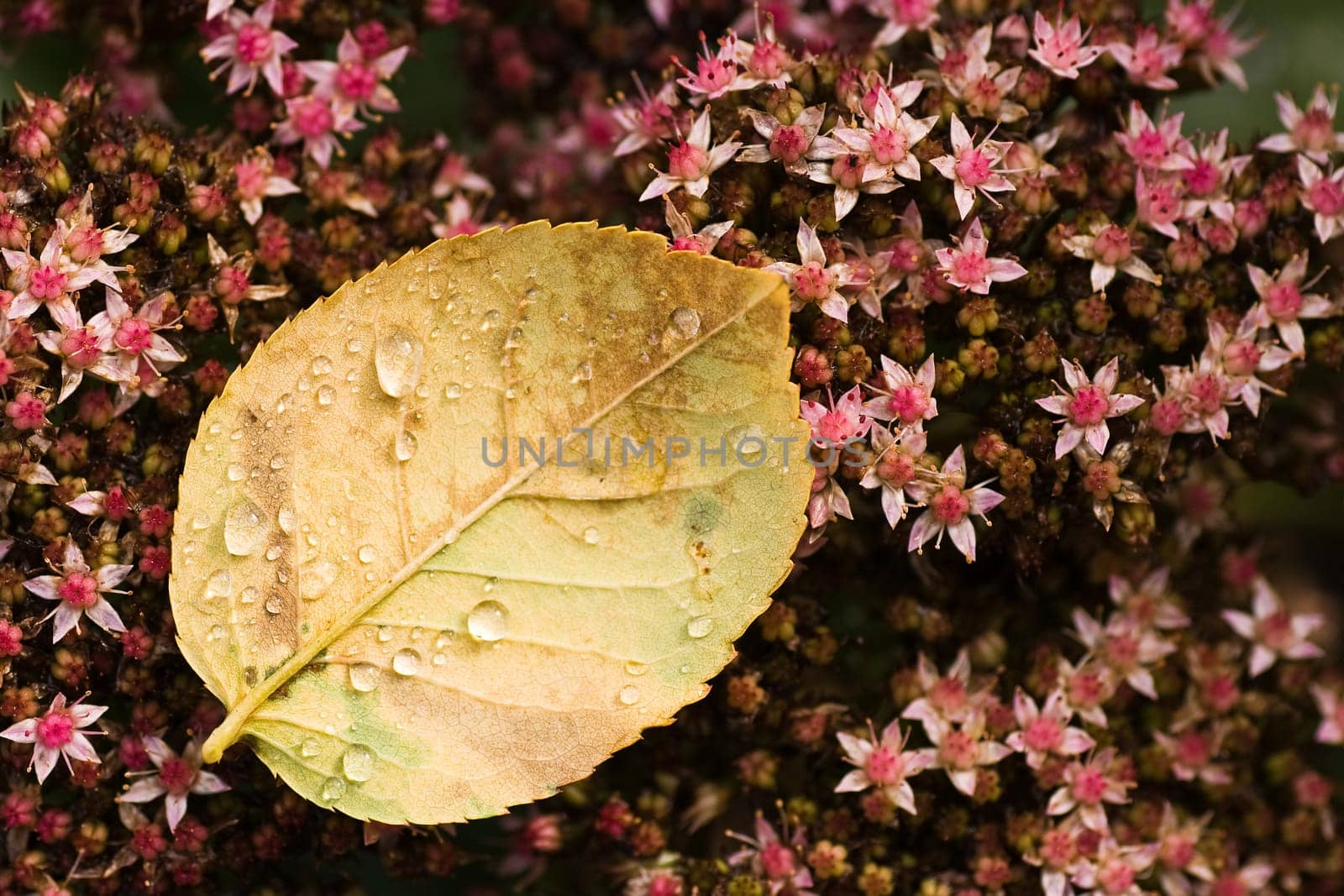 Rose leaf with drops on sedum