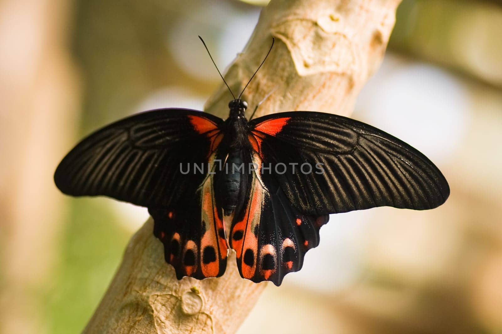 Tropical butterfly