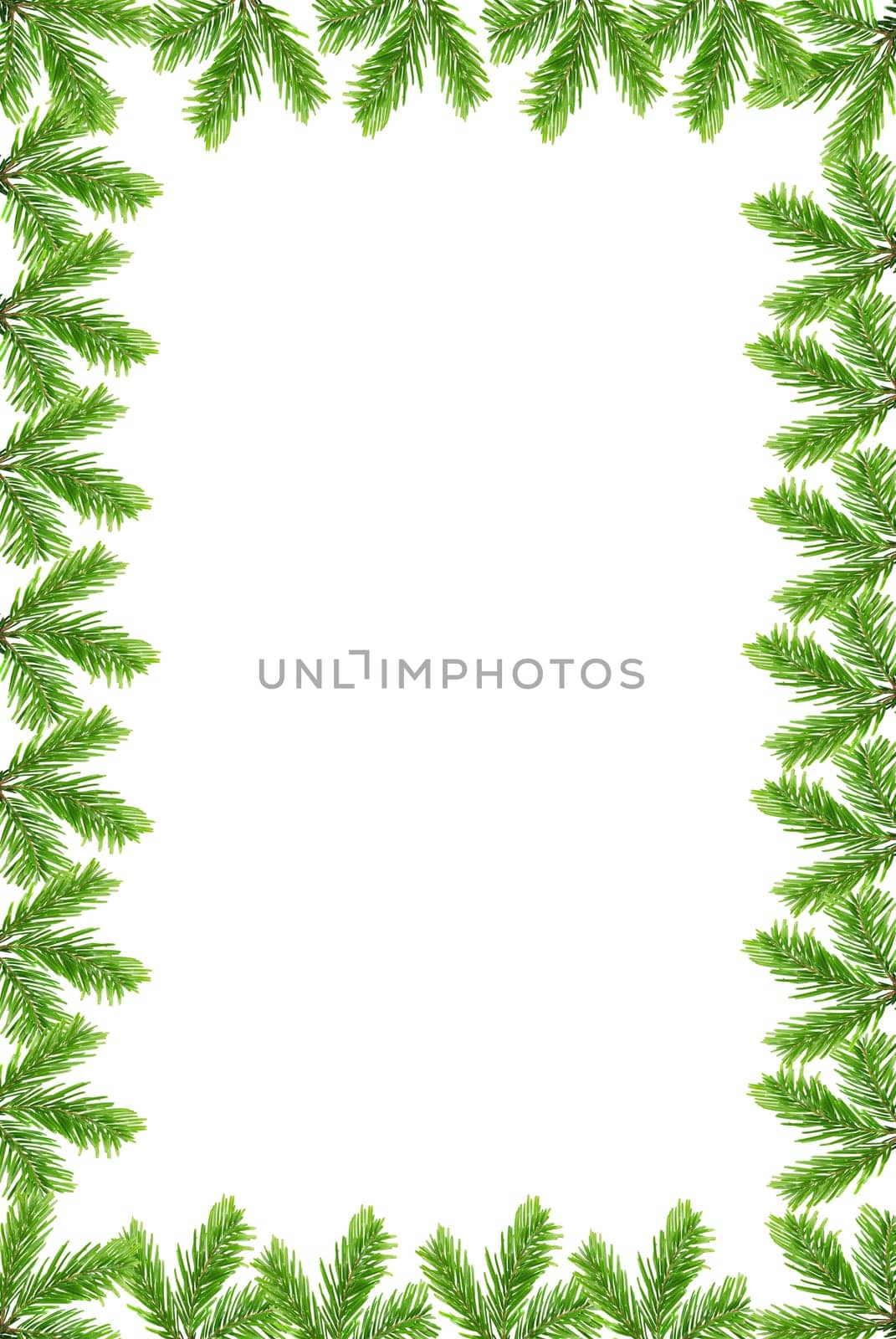 Fir branches