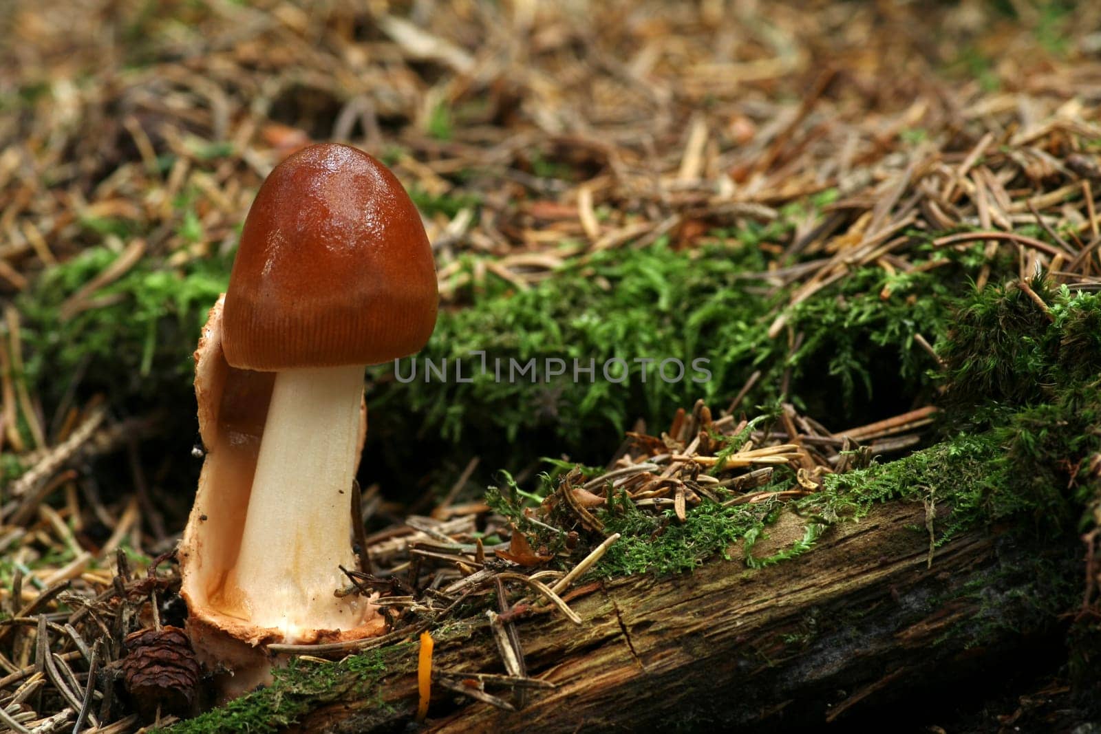 Amanita fulva