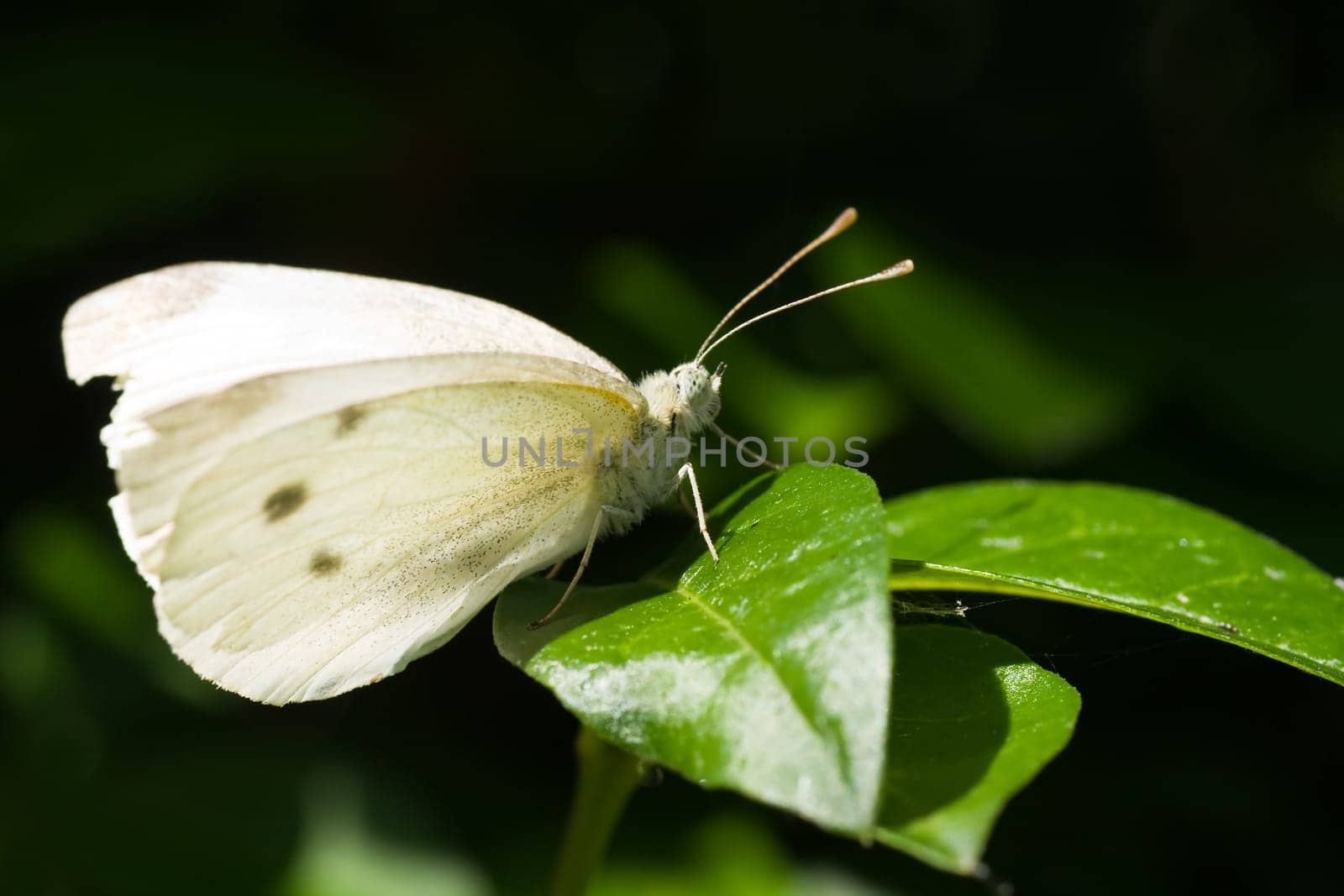 Small white on green leaf