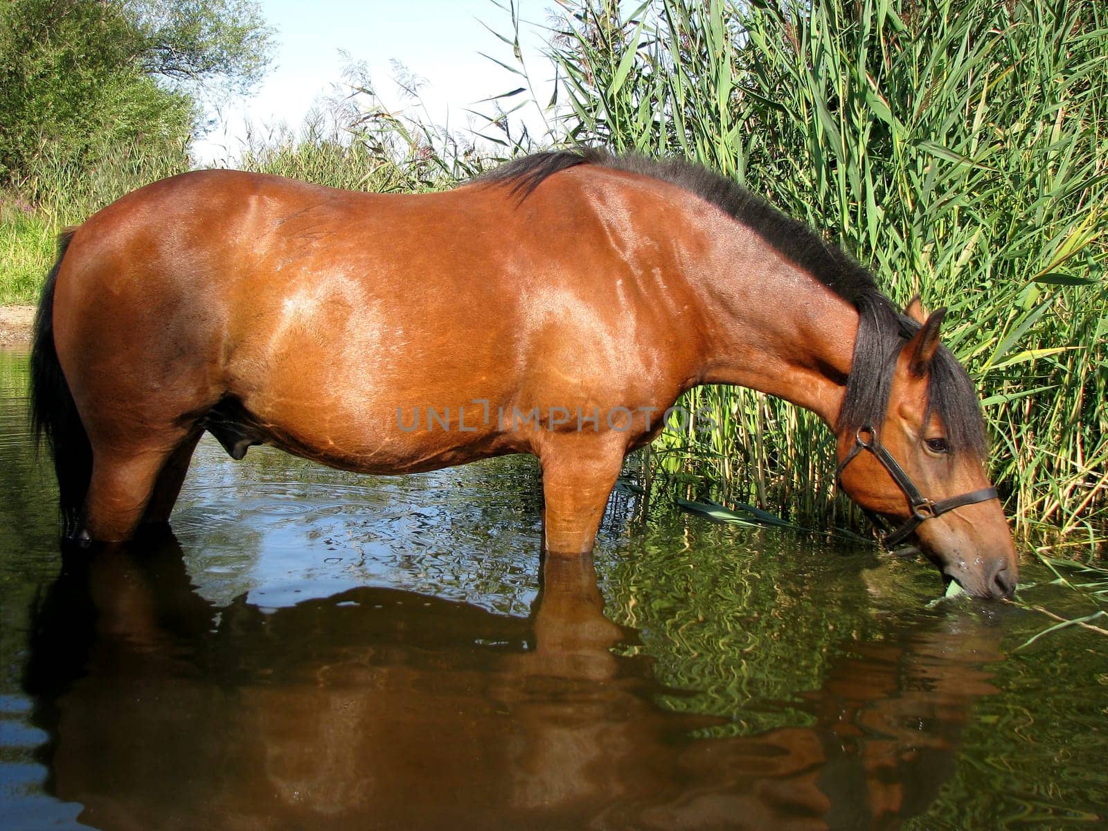 Horse drinking in the water