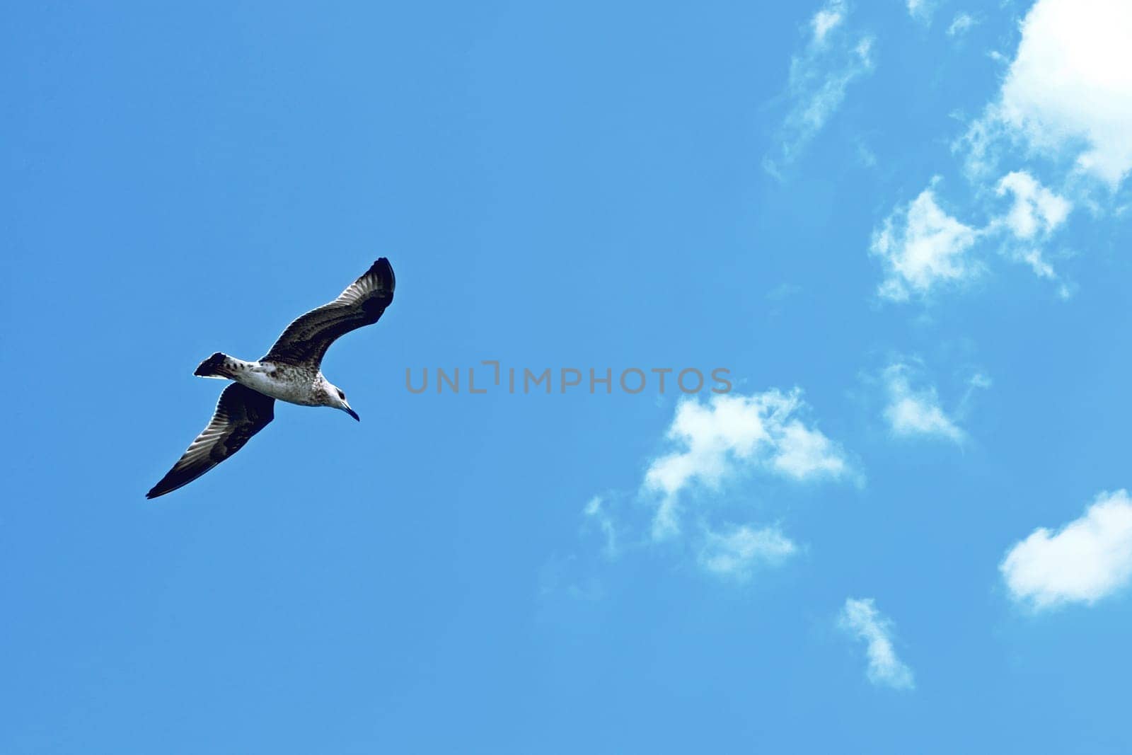 Sea gull