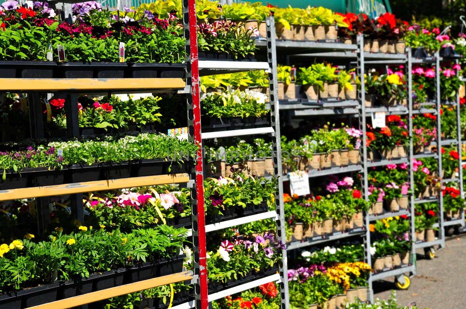 Flowers for sale