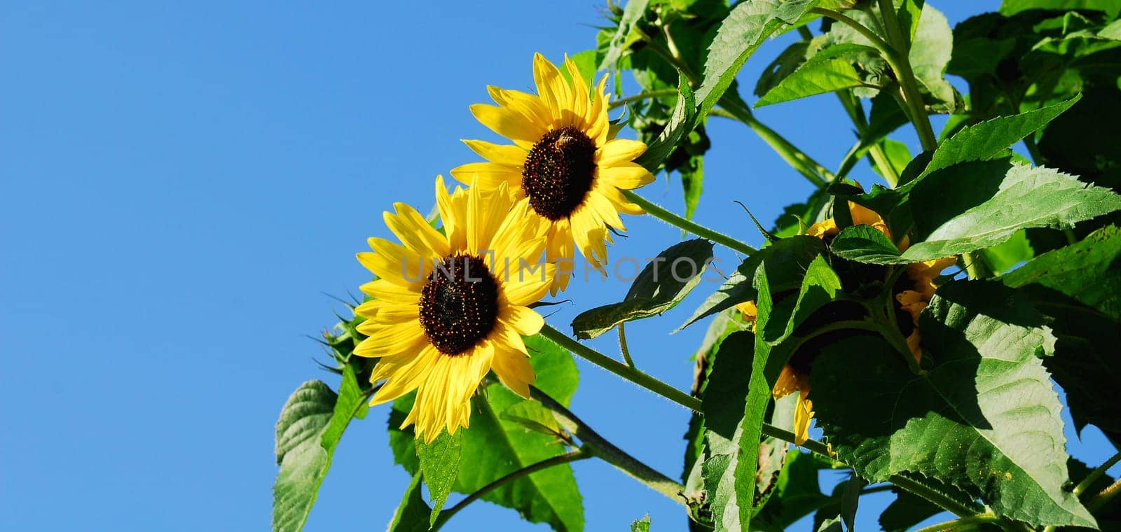 sunflowers