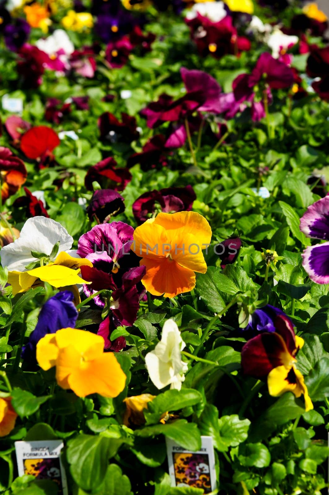 Pansies for sale