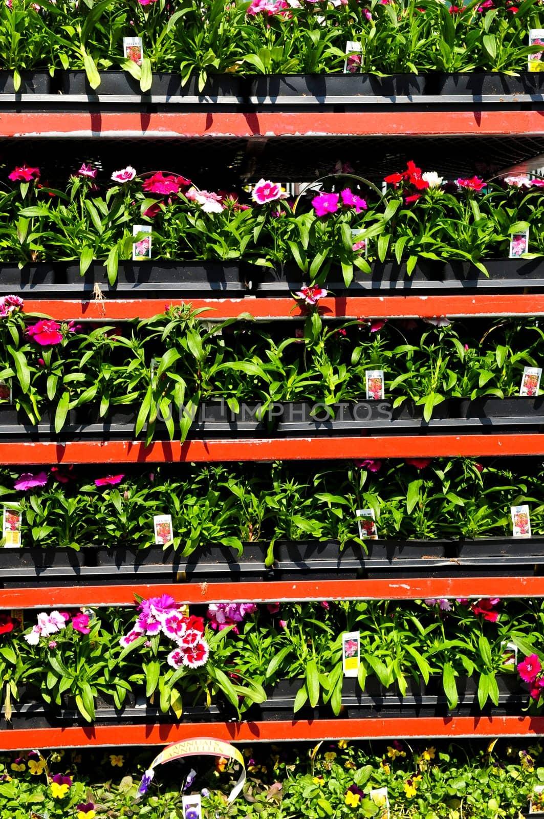 Flowers for sale