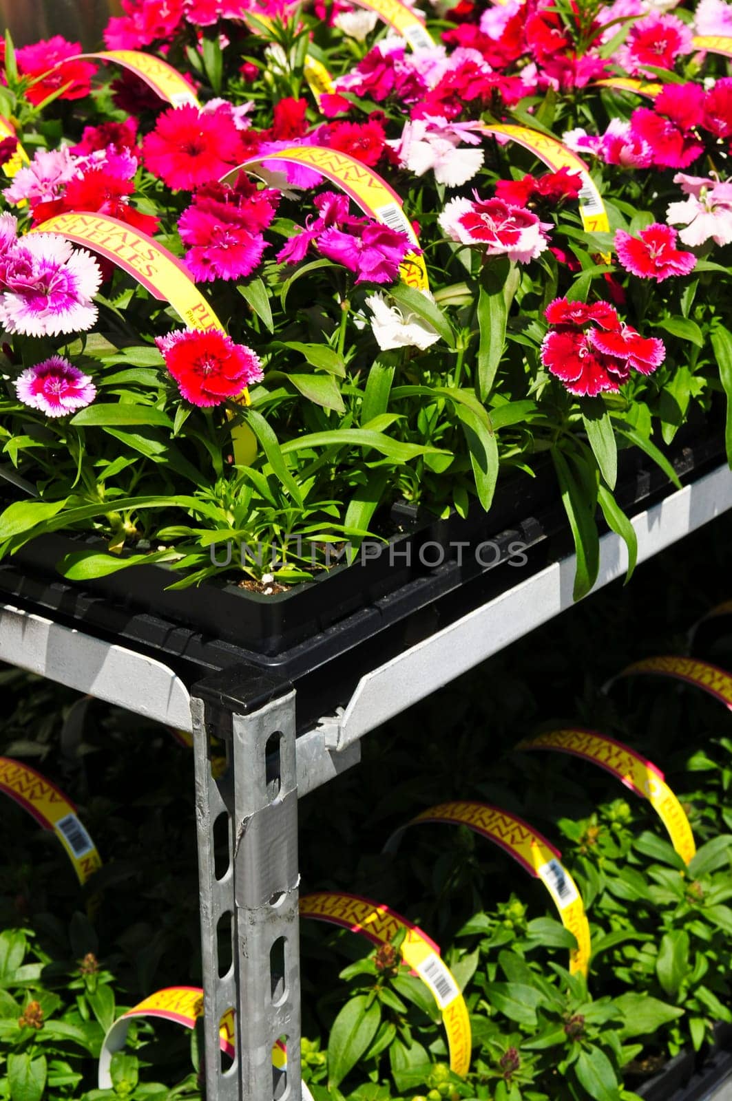 Flowers for sale