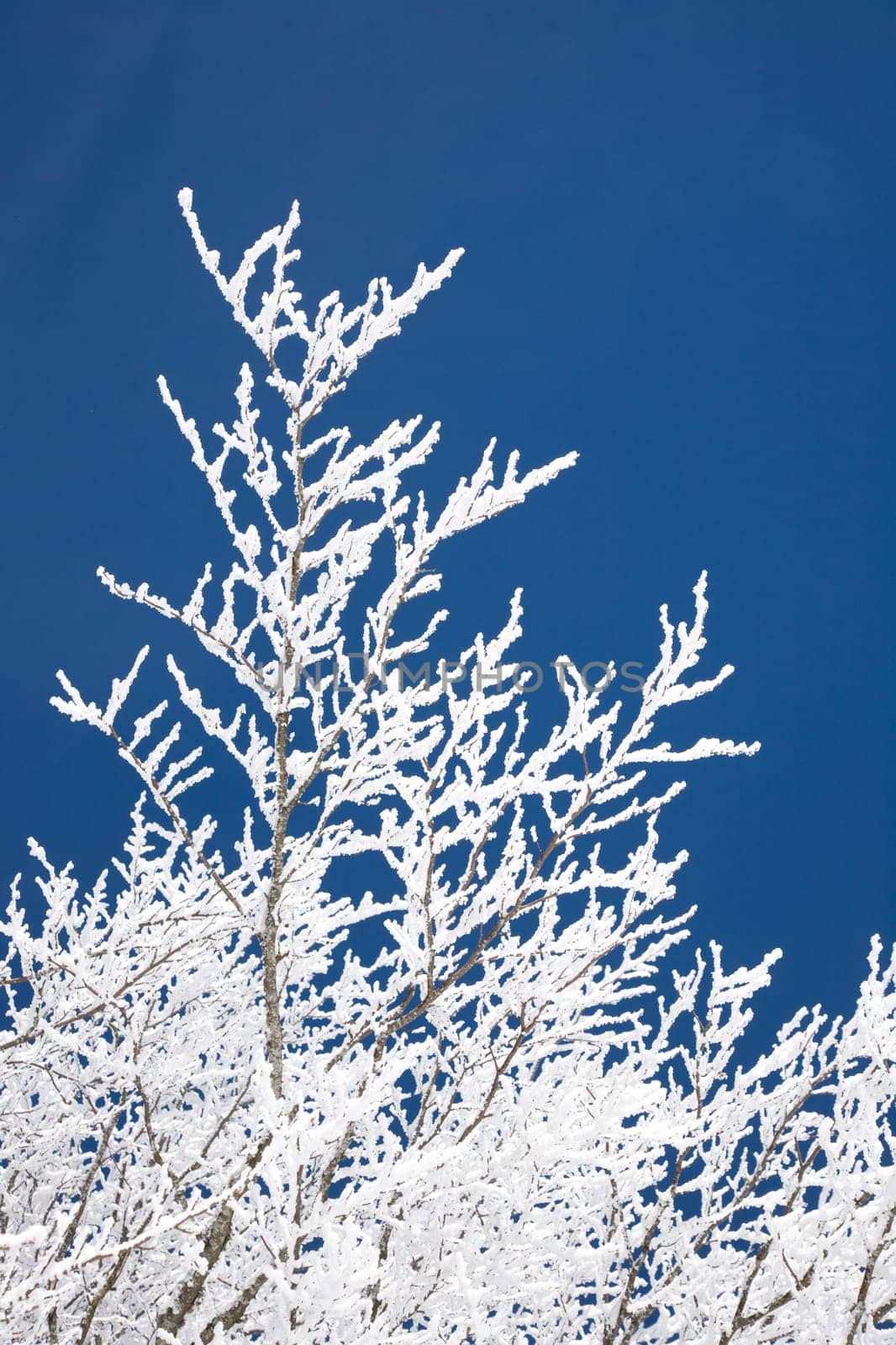 Hoarfrost