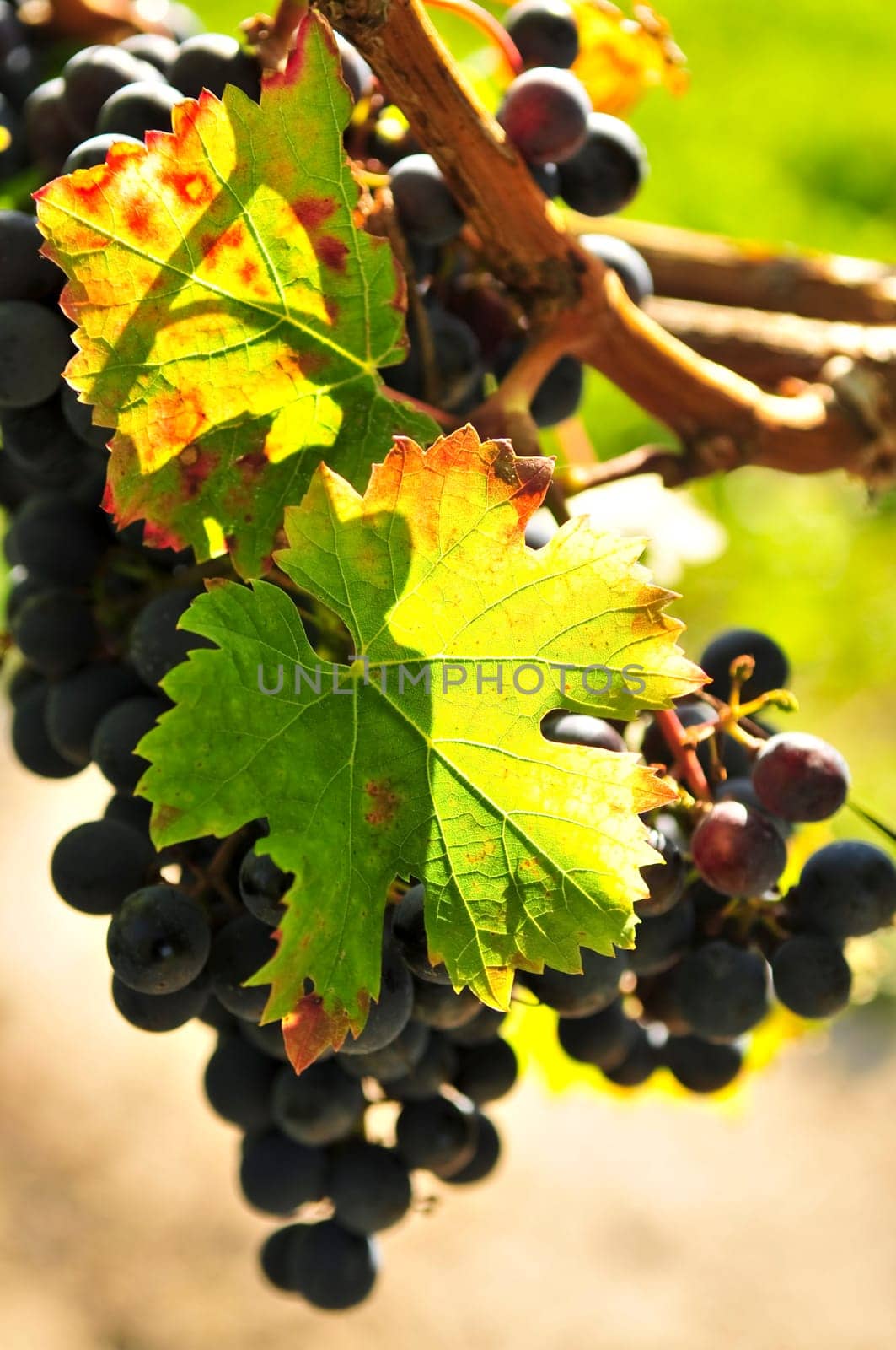 Red grapes