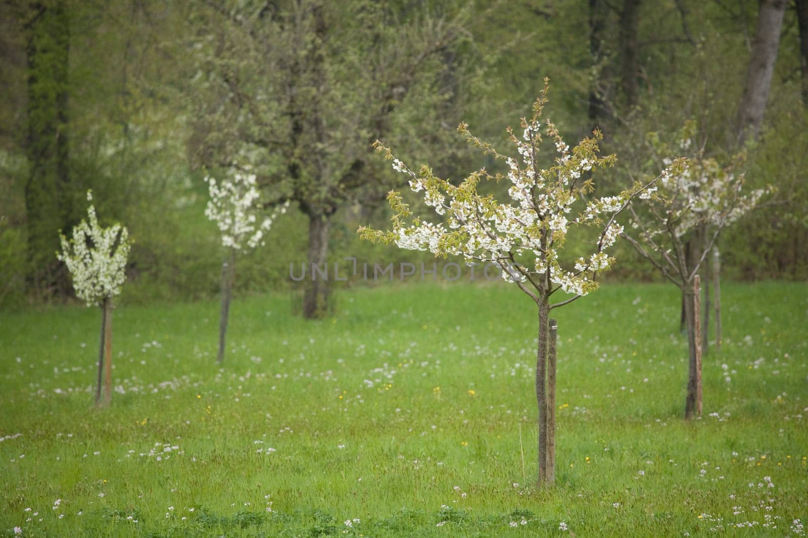 Blossoms Apple Tree