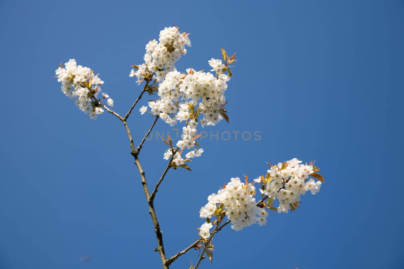 Blossoms Apple Tree