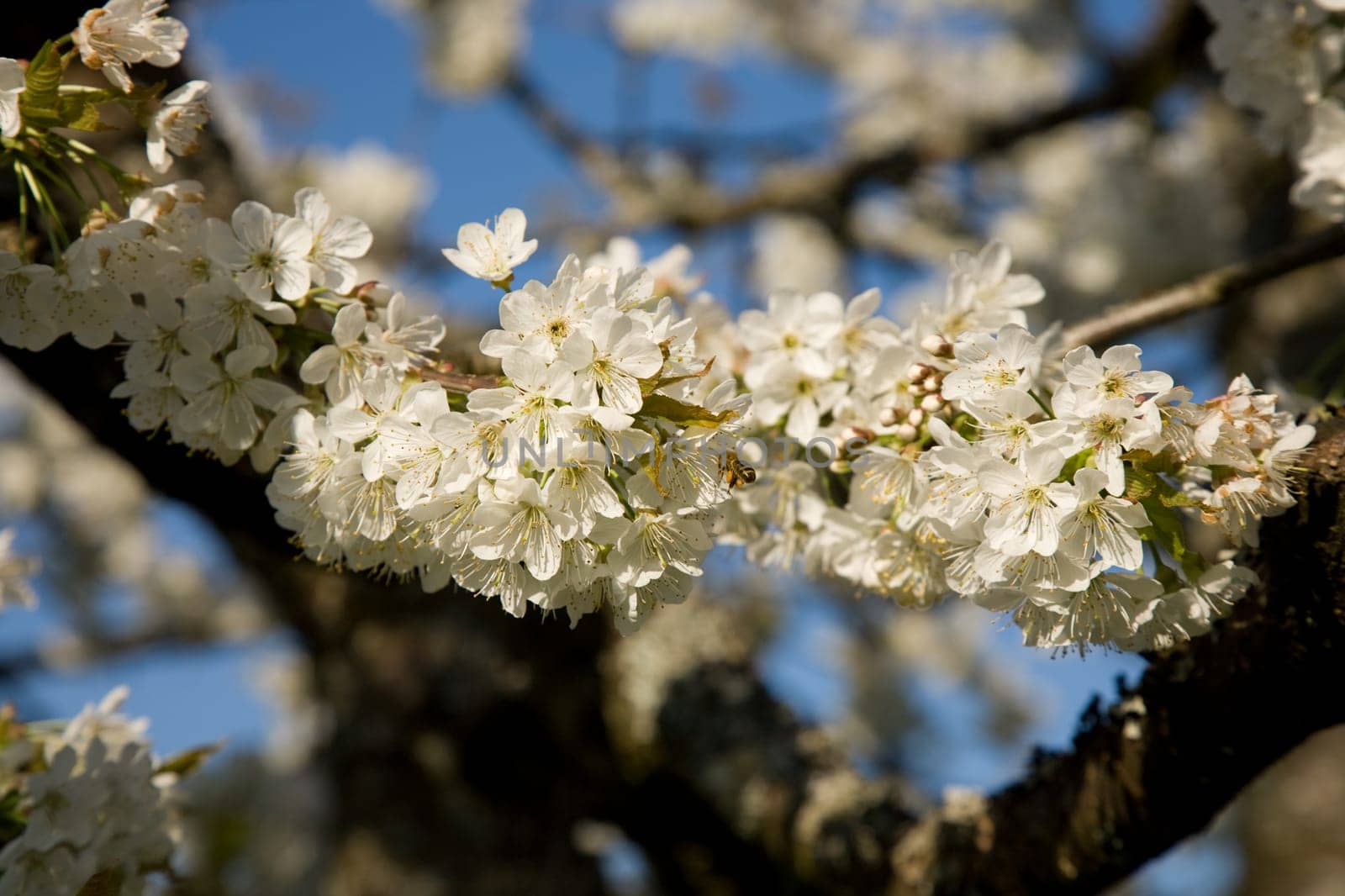 Blossoms Apple Tree