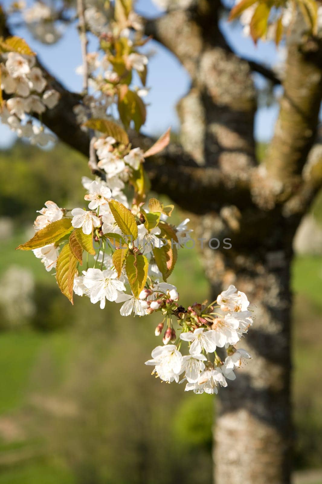 Blossoms Apple Tree