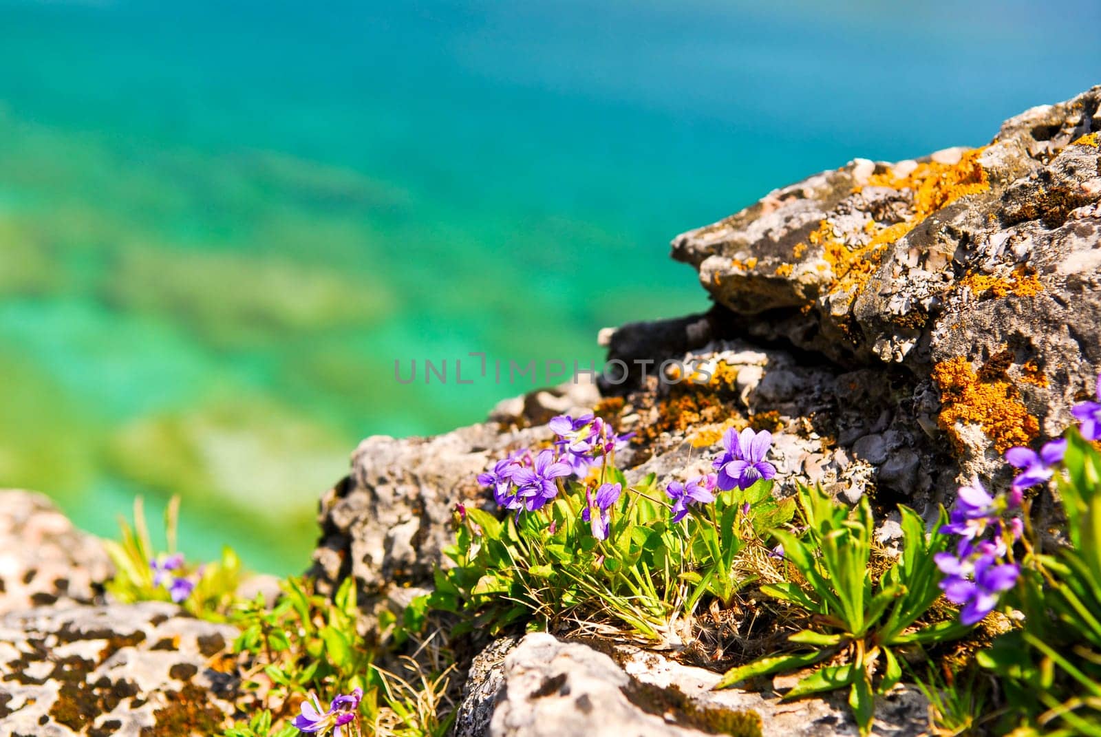 Wildflowers at shore of Georgian Bay
