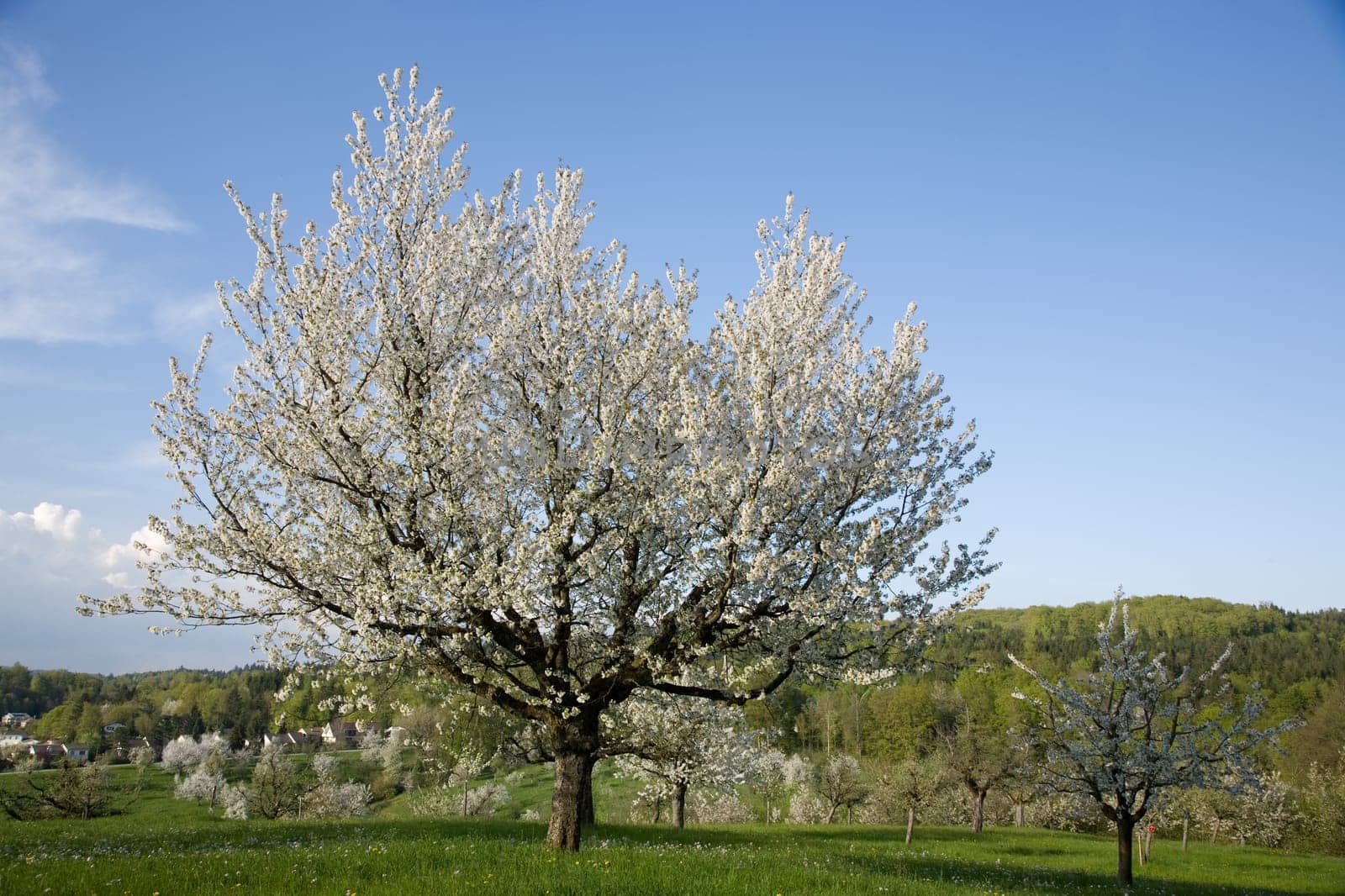 Apple tree