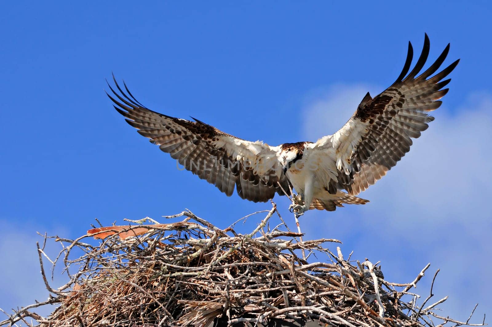 Nesting