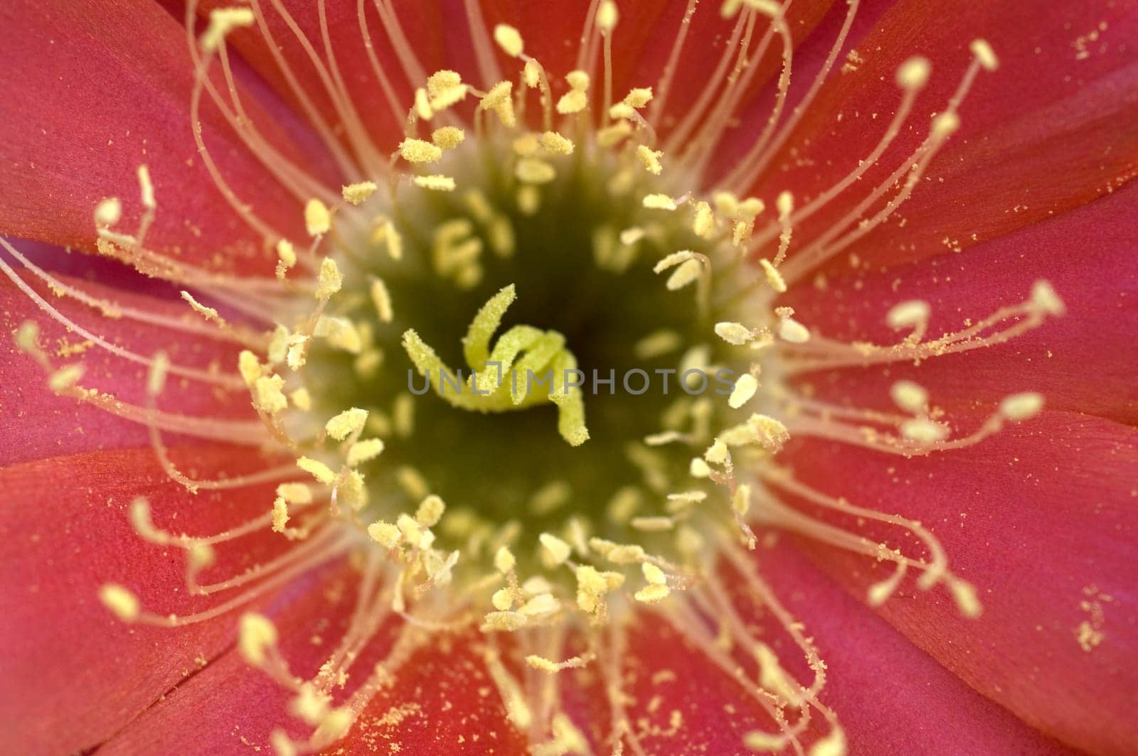 red cactus blossom