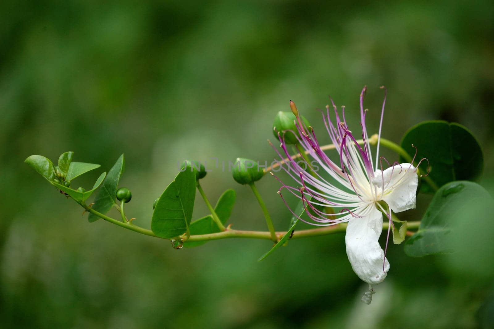 caper buds and flower