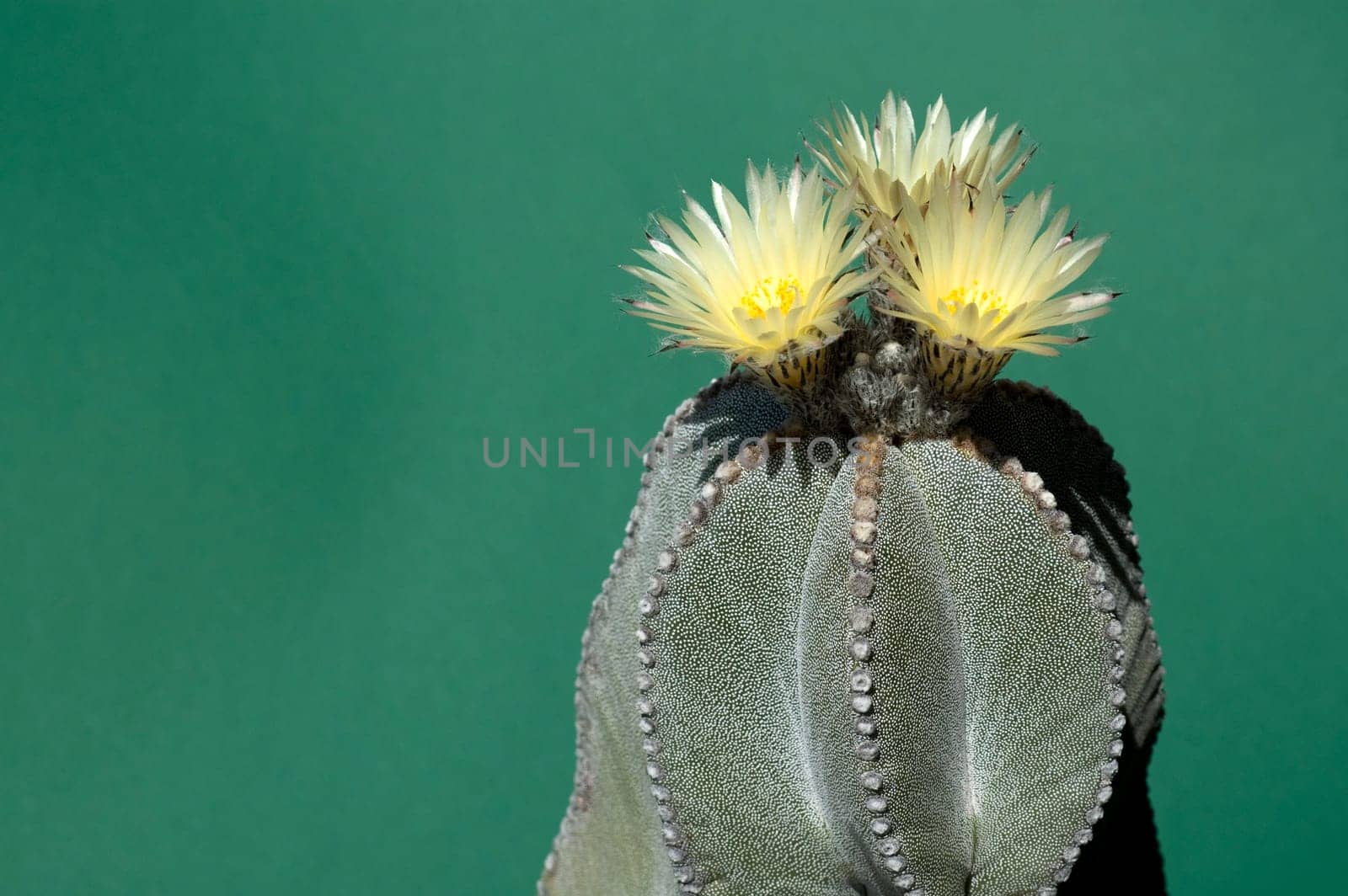 yellow flowering cactus - bishop's cap