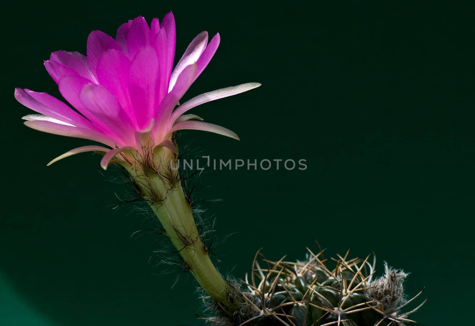 pink flowering cactus