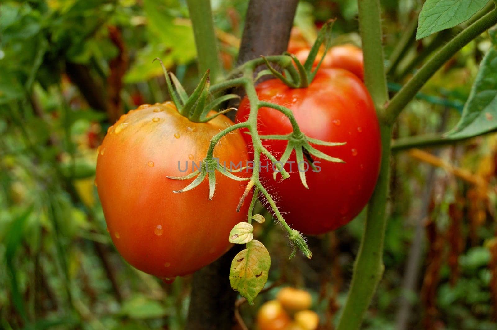 tomatoes