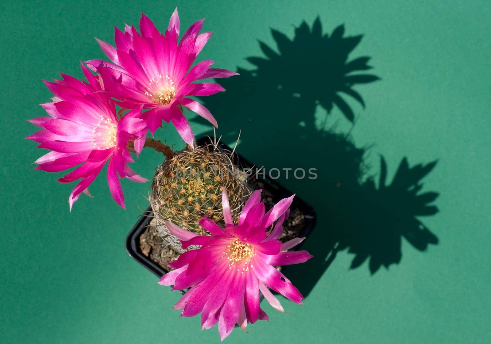 Magenta flowering cactus (Echinopsis)