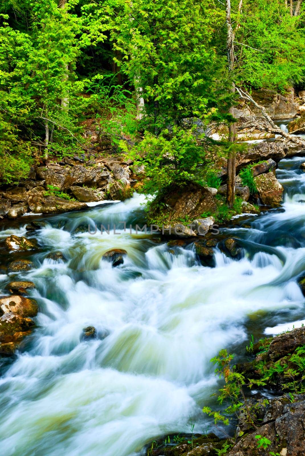 River through woods