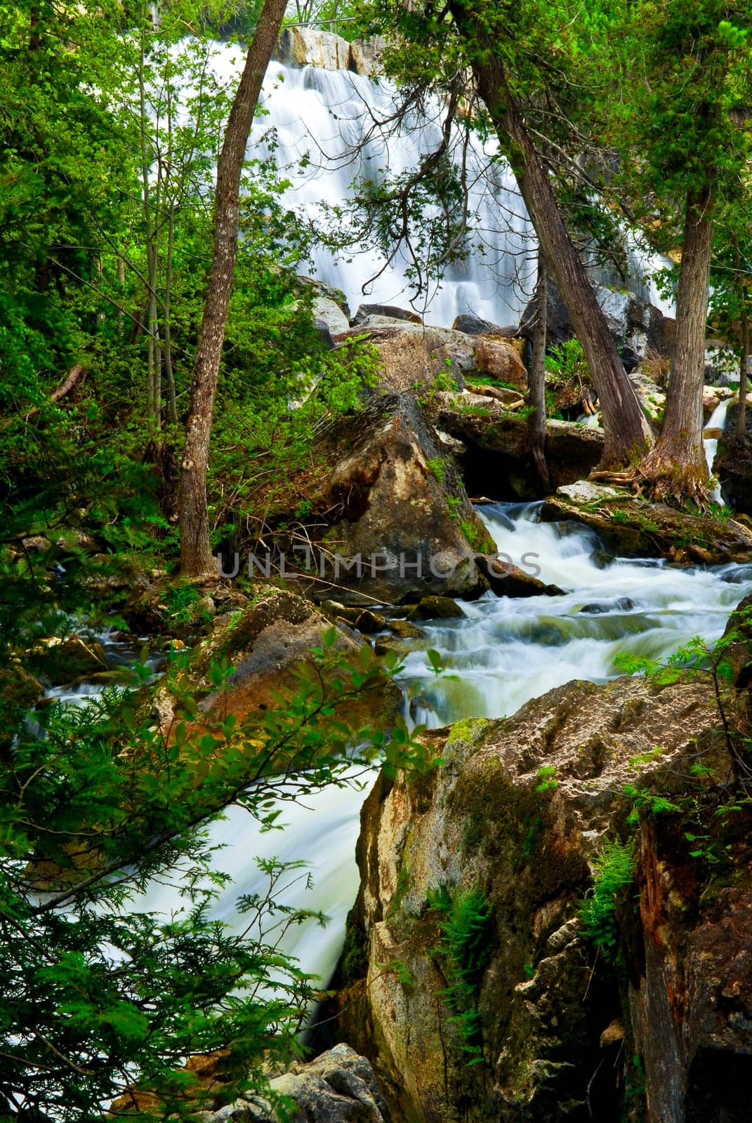 River through woods