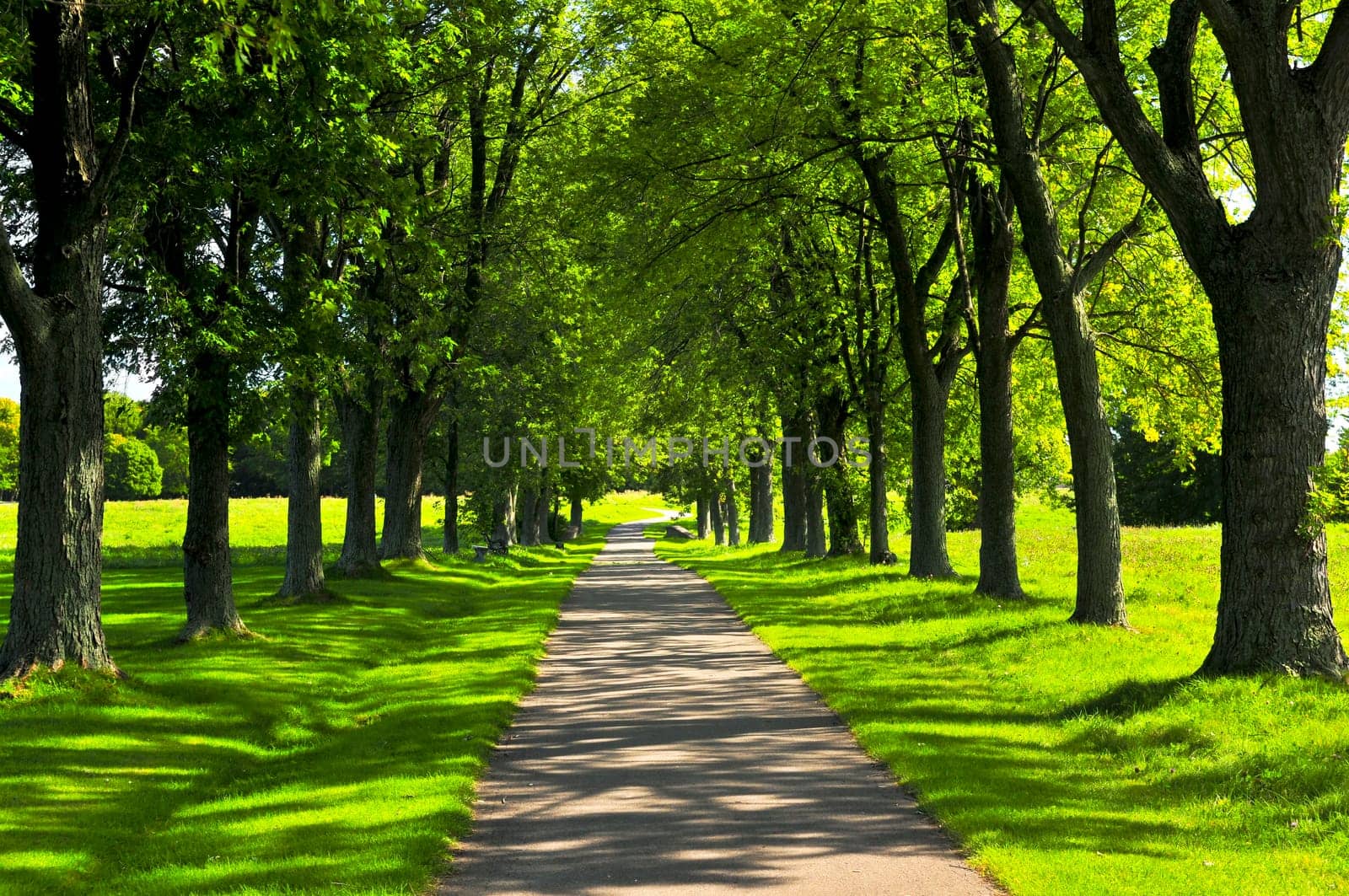 Path in green park