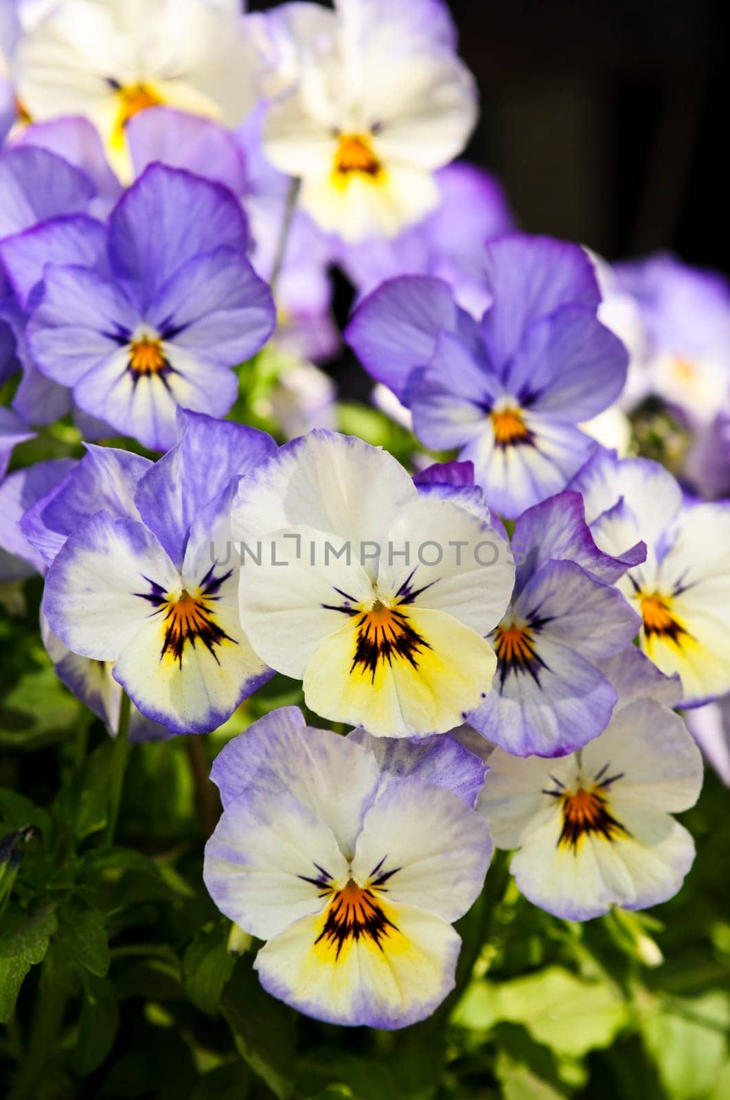 Pansies