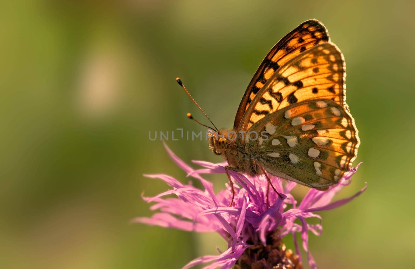 Mother-of-pearl butterfly