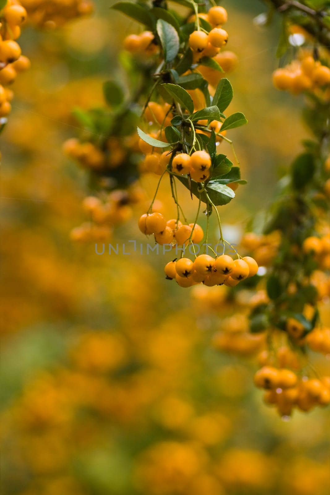 Yellow berries in fall on firethorn