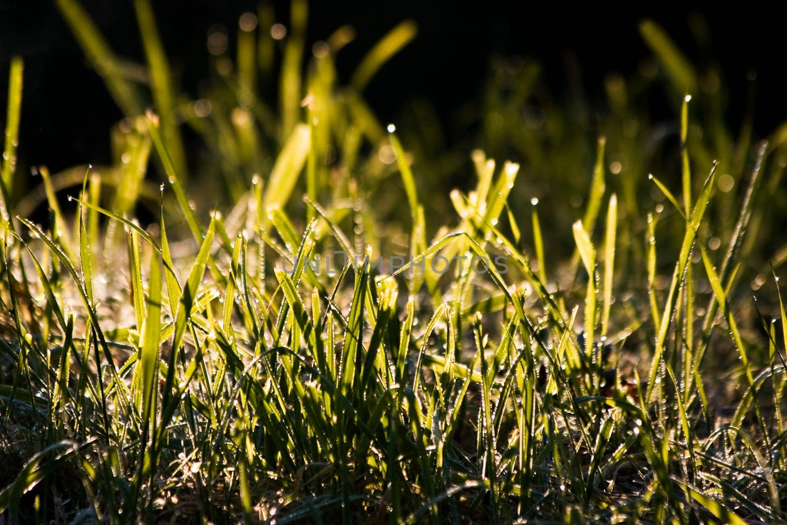 Grass with dew in early morning sun