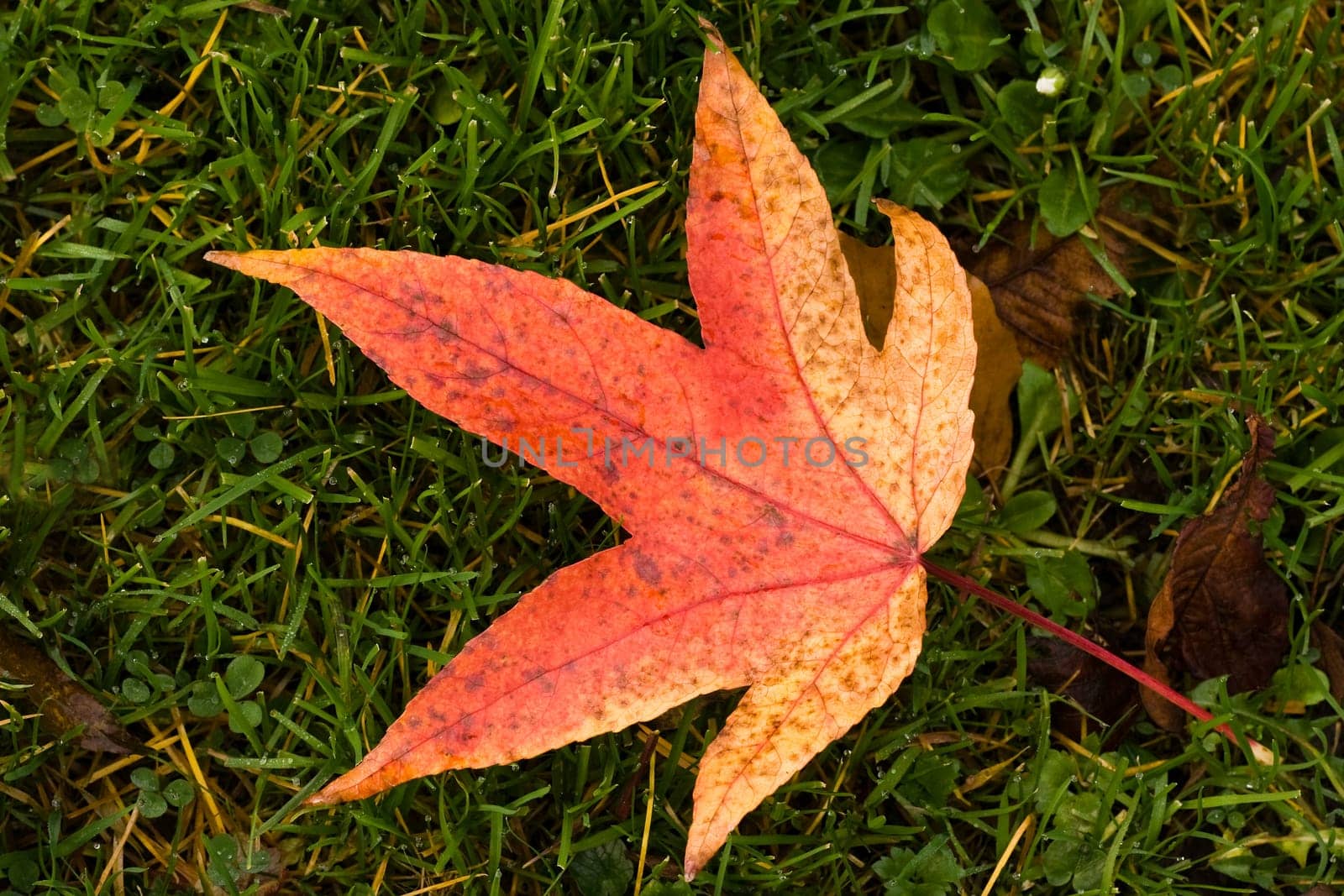 Red and yellow fallen leaf on grass in fall