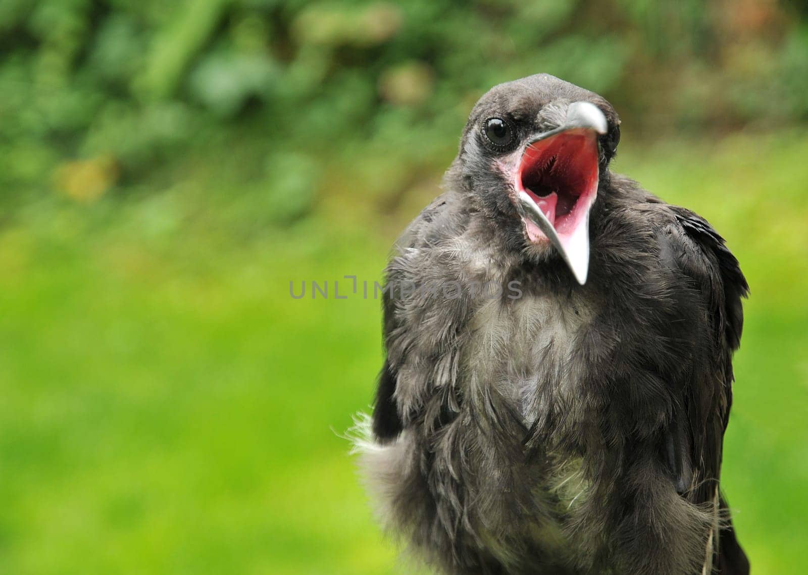 young raven talking...