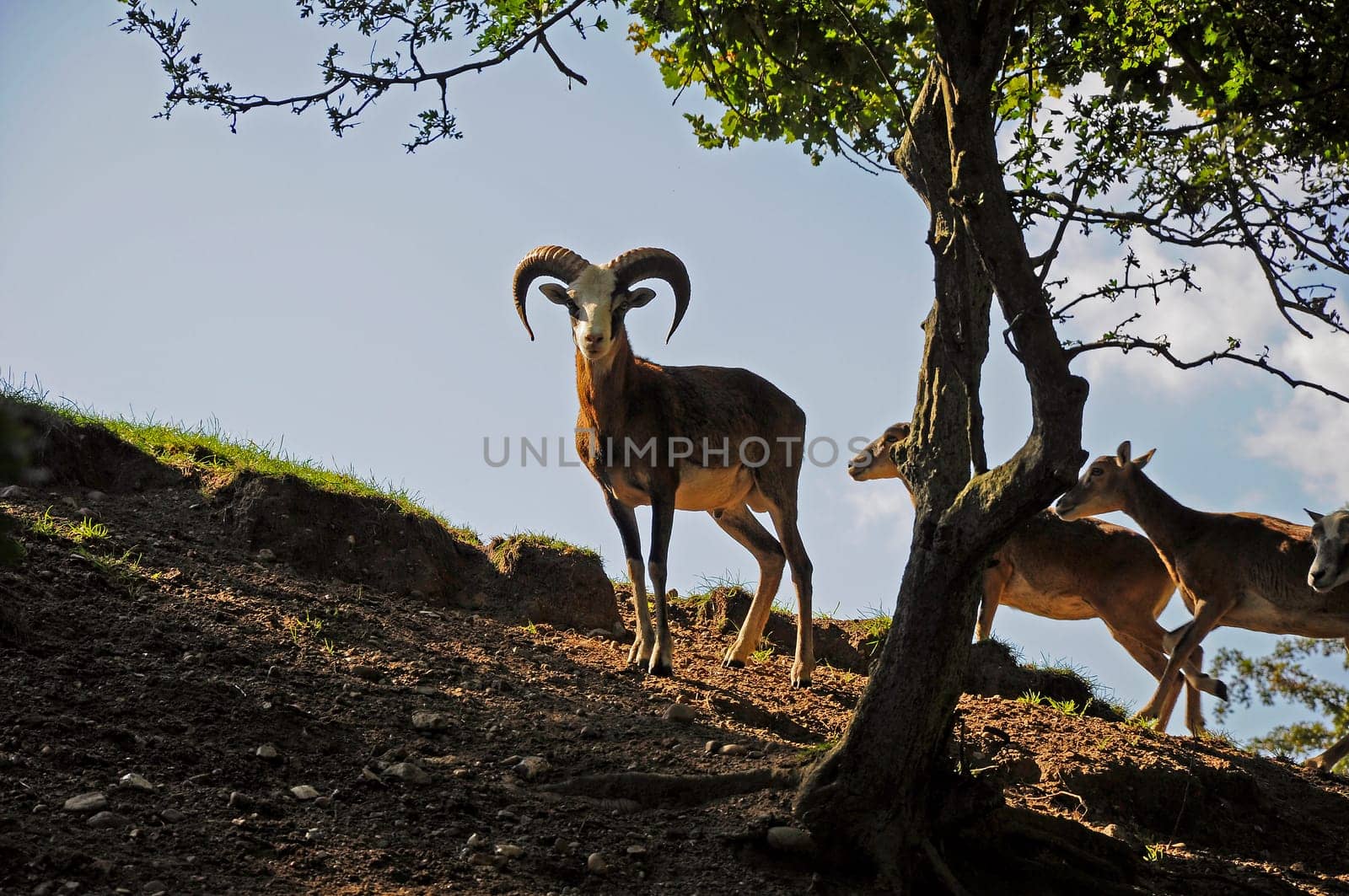 Mouflon - Ovis orientalis