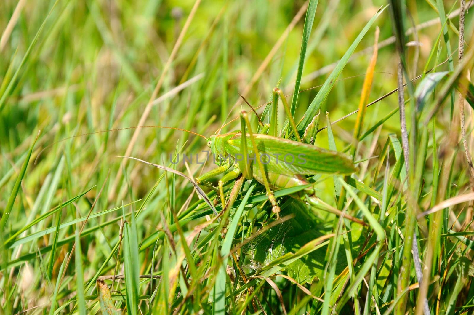 Green Grasshopper - Tettigonia viridissima