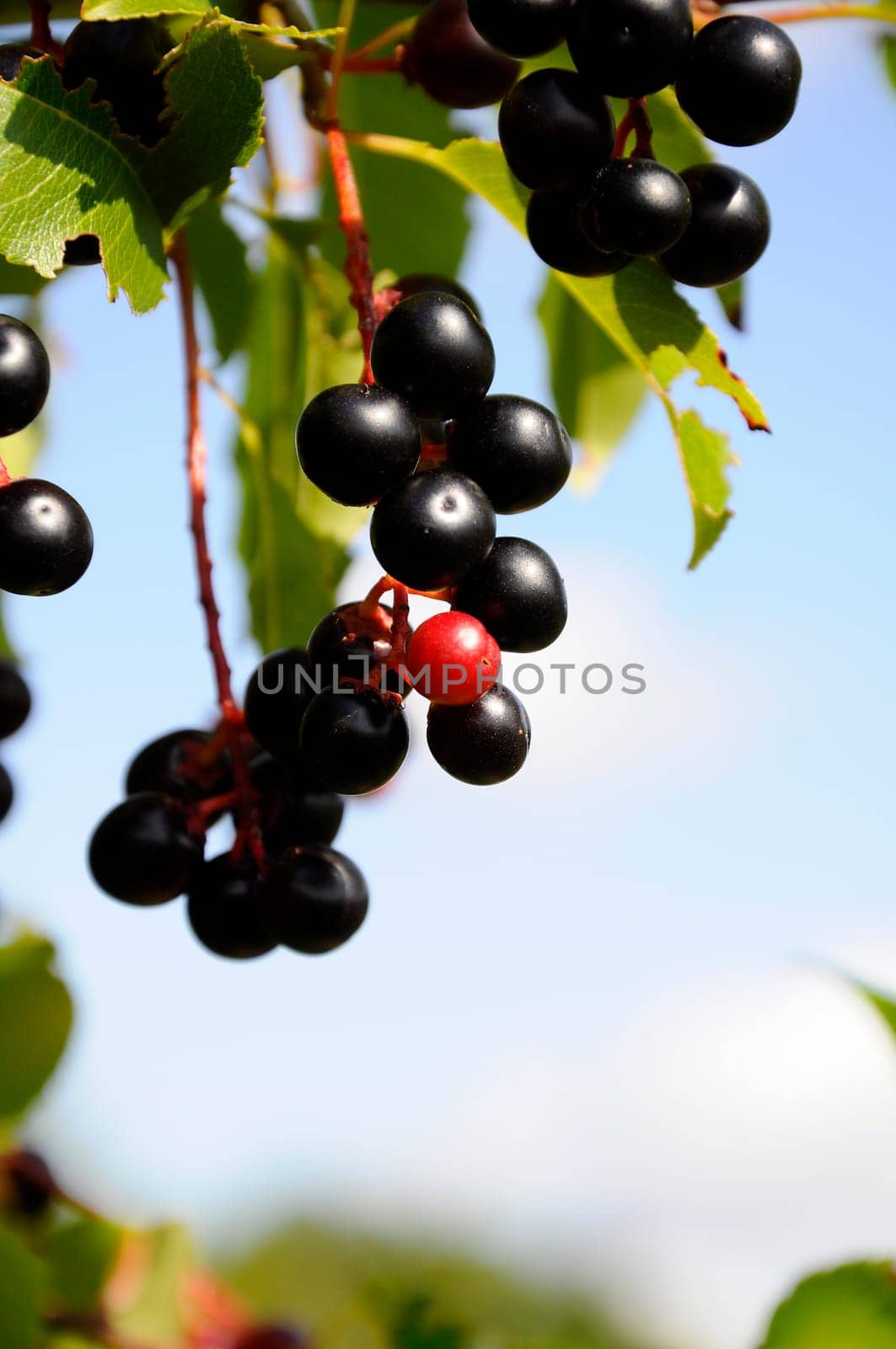 Buckthorn - Frangula alnus - Fruits