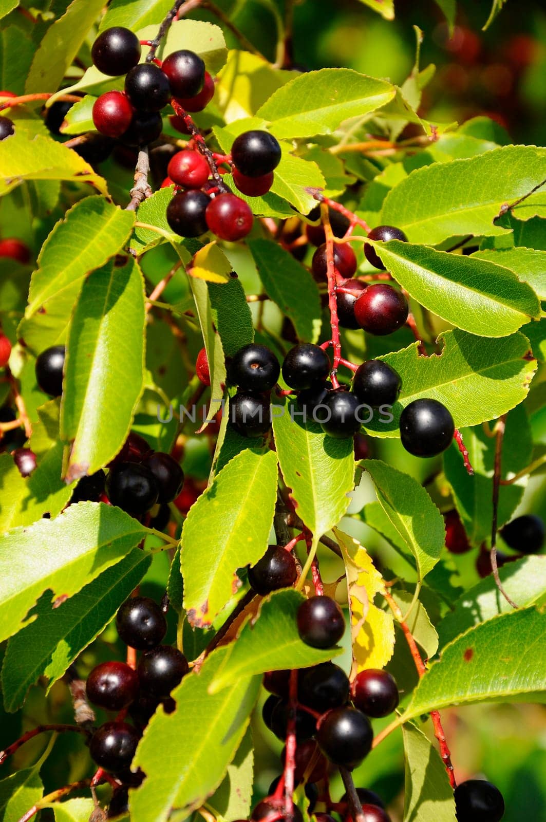 Buckthorn - Frangula alnus