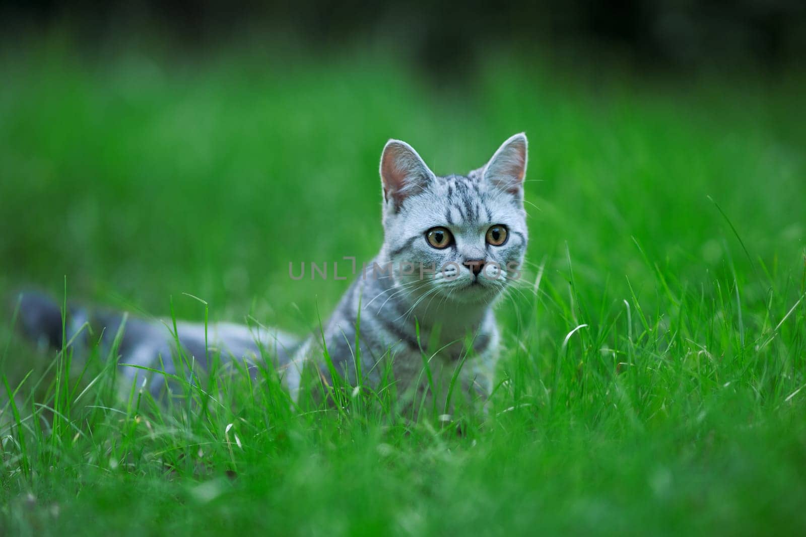 Cat III