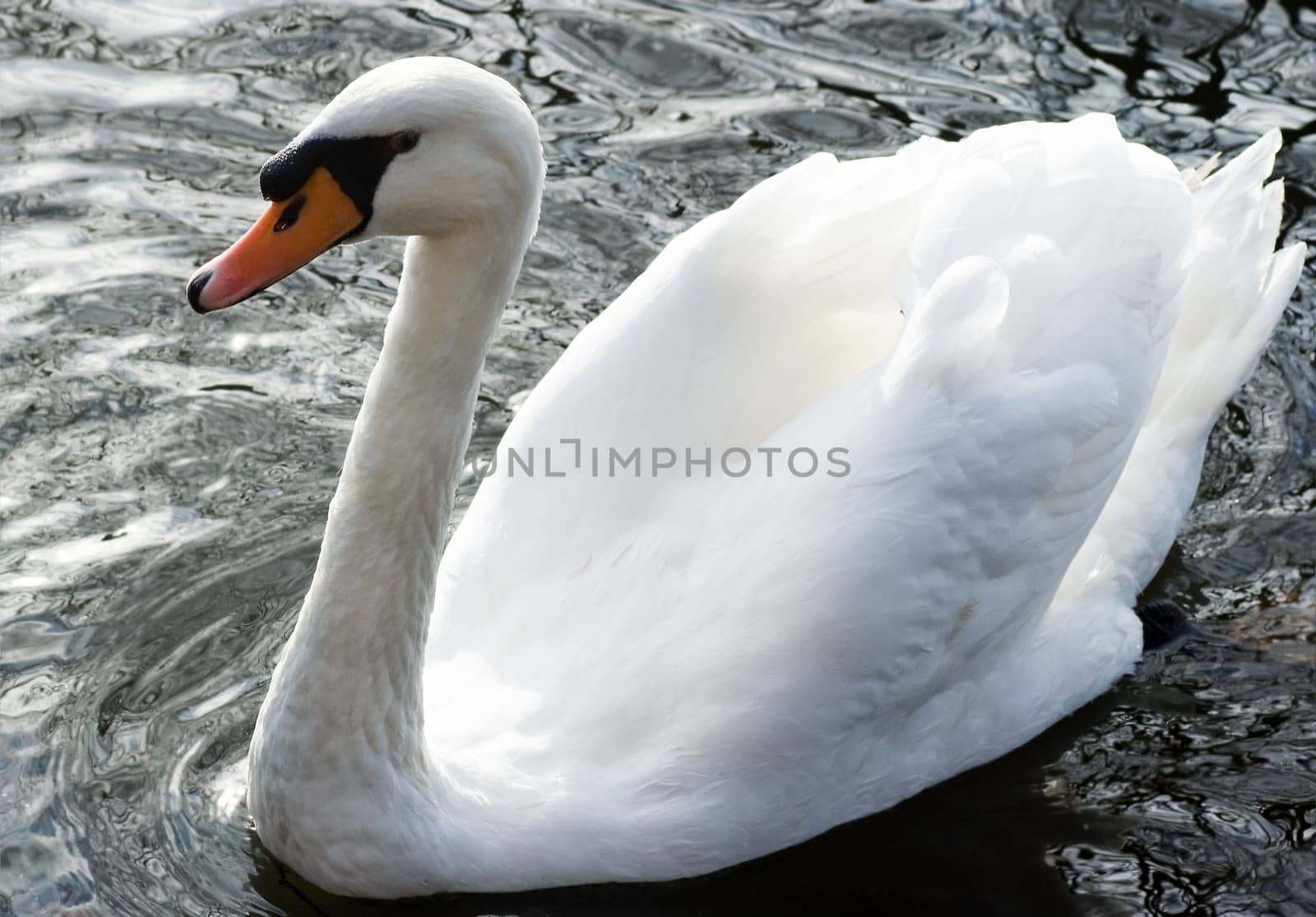 White swan swimming