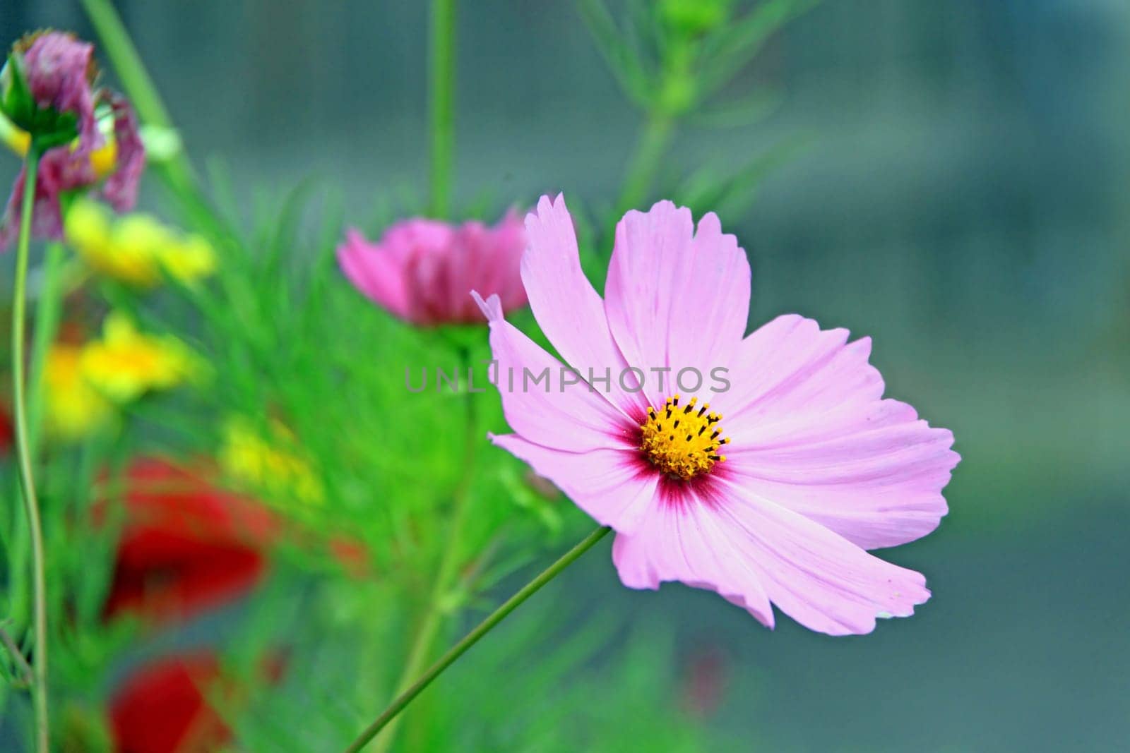 Cosmea: Jewelry basket (Cosmos bipinnatus)
