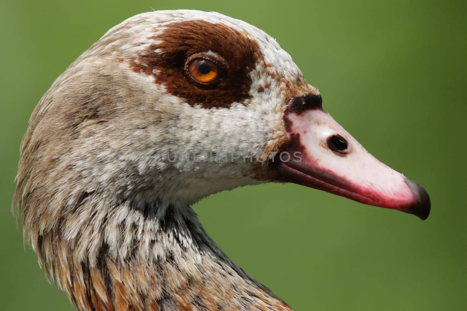 Portrait of a Nile Goose (Alopochen aegyptiacus)
