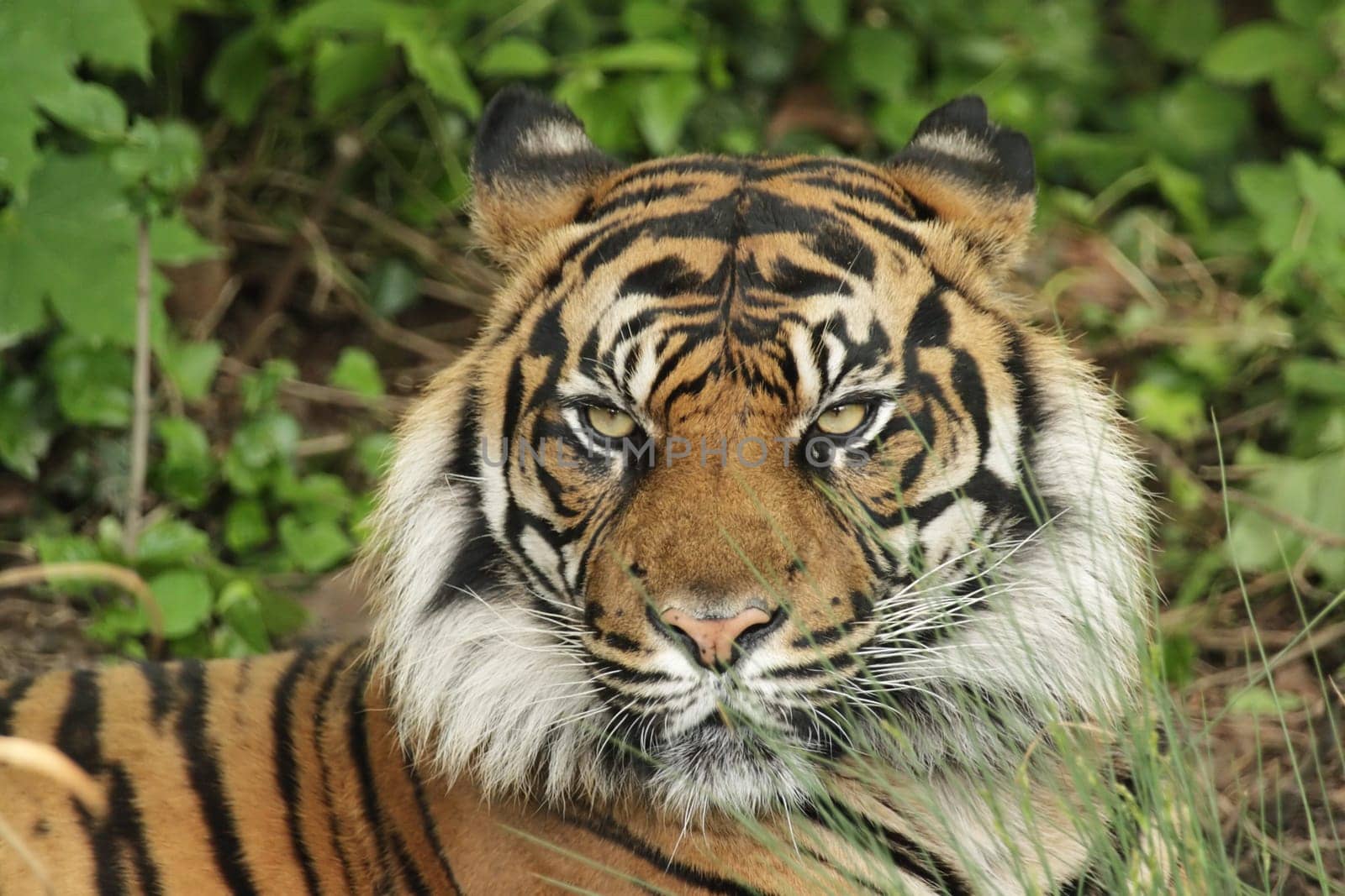 Portrait of a Sumatran tiger (Panthera tigris sumatrae)