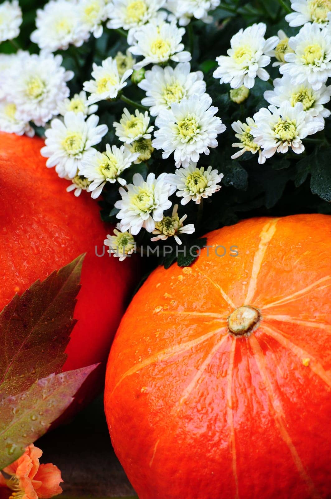 Pumpkin
